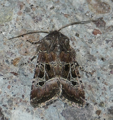 Lacinipolia spiculosa