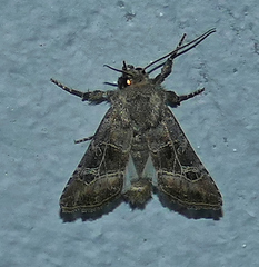 Lacinipolia spiculosa