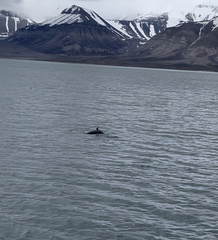 Balaenoptera acutorostrata