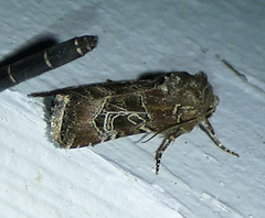 Lacinipolia spiculosa
