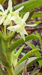 Epidendrum difforme