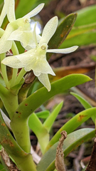 Epidendrum difforme