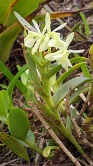 Epidendrum difforme