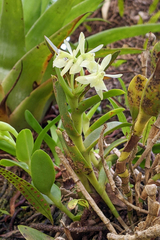 Epidendrum difforme