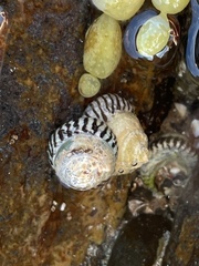Bembicium nanum