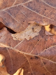 Tischeria ekebladella