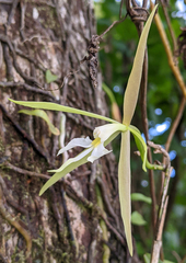 Epidendrum nocturnum
