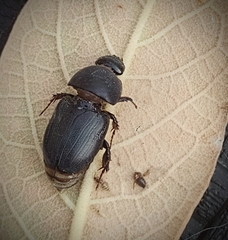 Scarabaeidae
