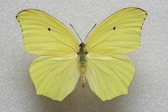 Anteos maerula