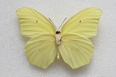Anteos maerula