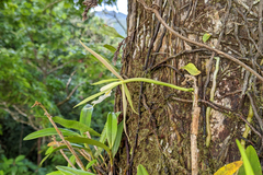 Epidendrum nocturnum
