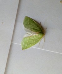 Bena bicolorana
