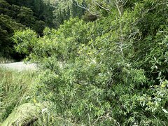 Veronica stricta stricta