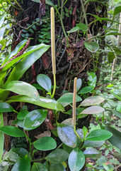 Peperomia obtusifolia
