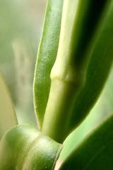 Veronica stricta stricta