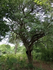 Libidibia paraguariensis