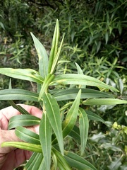 Veronica stricta stricta