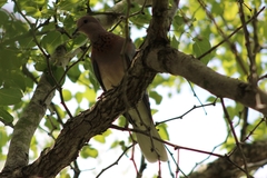 Streptopelia senegalensis senegalensis