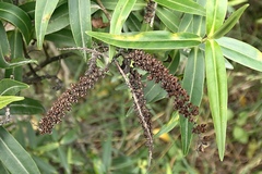 Veronica stricta stricta