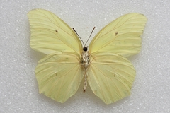 Anteos maerula