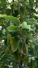 Persea americana