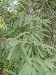 Libidibia paraguariensis