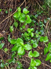Vinca major