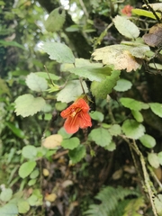 Rhabdothamnus solandri