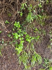 Vinca major