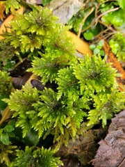 Hypnodendron