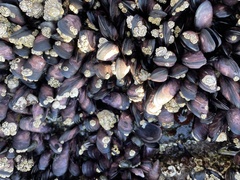 Brachidontes rostratus