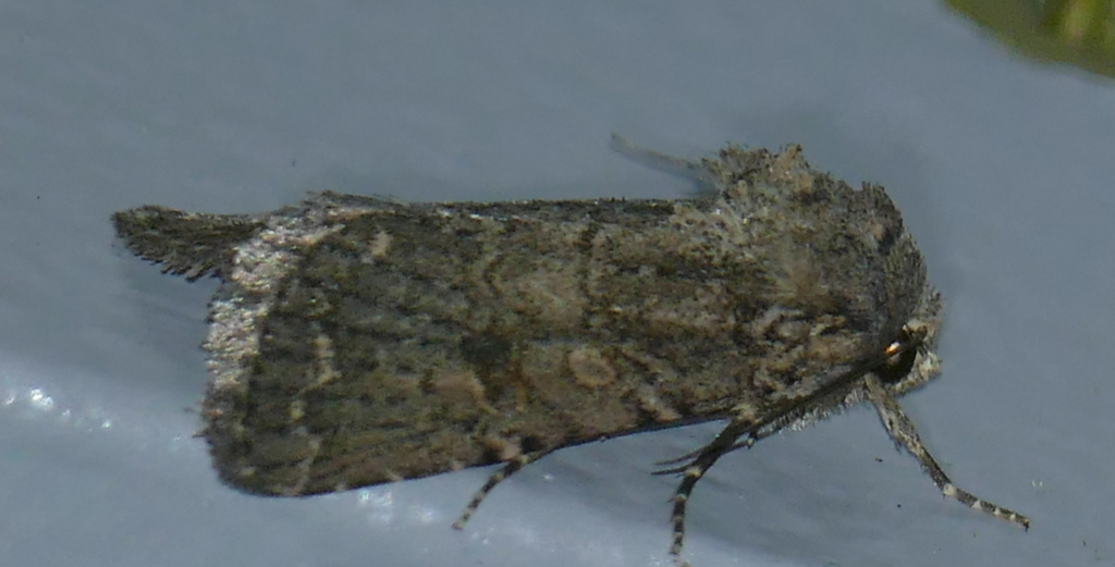 Trichopolia alfkenii