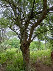 Libidibia paraguariensis