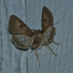 Protorthodes alfkenii