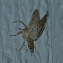 Protorthodes alfkenii