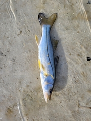 Centropomus undecimalis