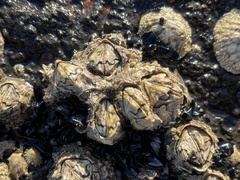 Chthamalus antennatus