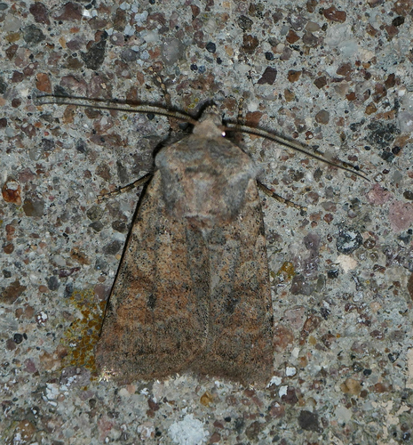 Median-banded Dart photo 3