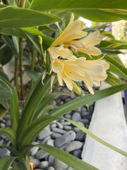 Clivia miniata citrina