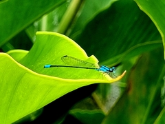 Argia oculata