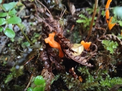 Clavulinopsis
