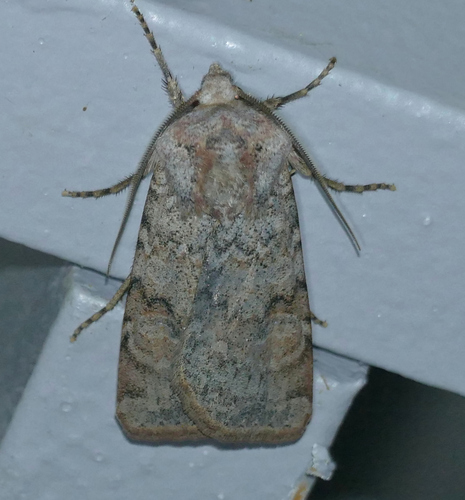 Median-banded Dart photo 5