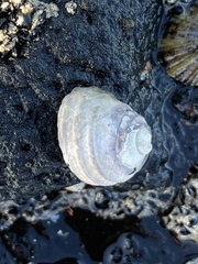 Austrocochlea constricta