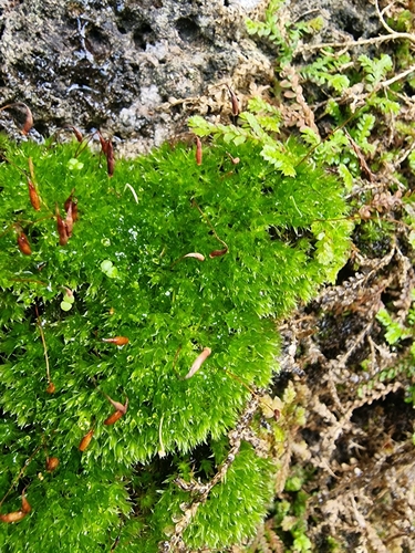 Rosulabryum capillare image