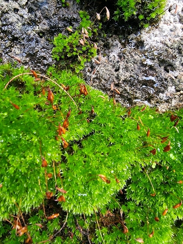 Rosulabryum capillare image