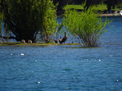Chloephaga poliocephala
