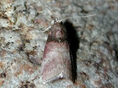 Acrobasis aurorella