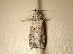 Scoparia tetracycla