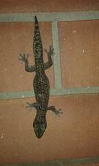 Oedura tryoni