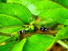 Macugonalia leucomelas